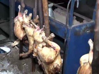 Lehri Sajji Houes Hub Chwki Pakistan