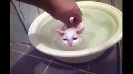 Kitten Loves  Warm Bath!