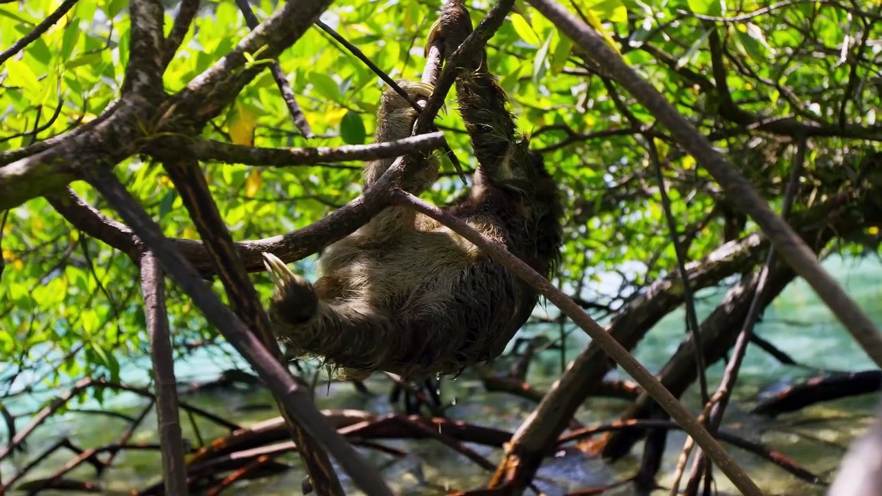 Les paresseux savent nager et même très bien !