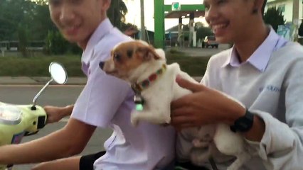 Ce chien pense qu'il nage dans les airs... Ahahah