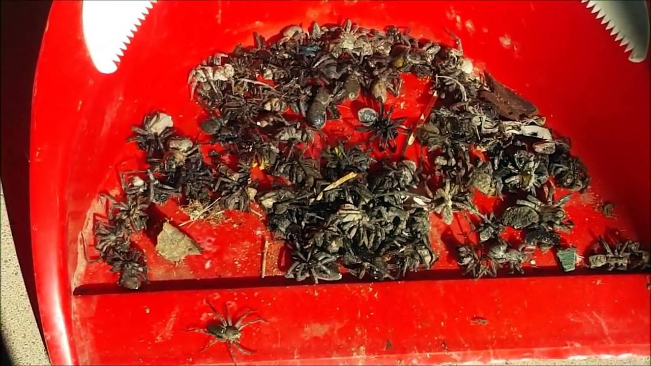 Invasion d'araignées dans une maison.. à la pelle !!