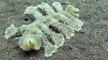 Une étrange créature découverte au fond de l’Océan à Bali