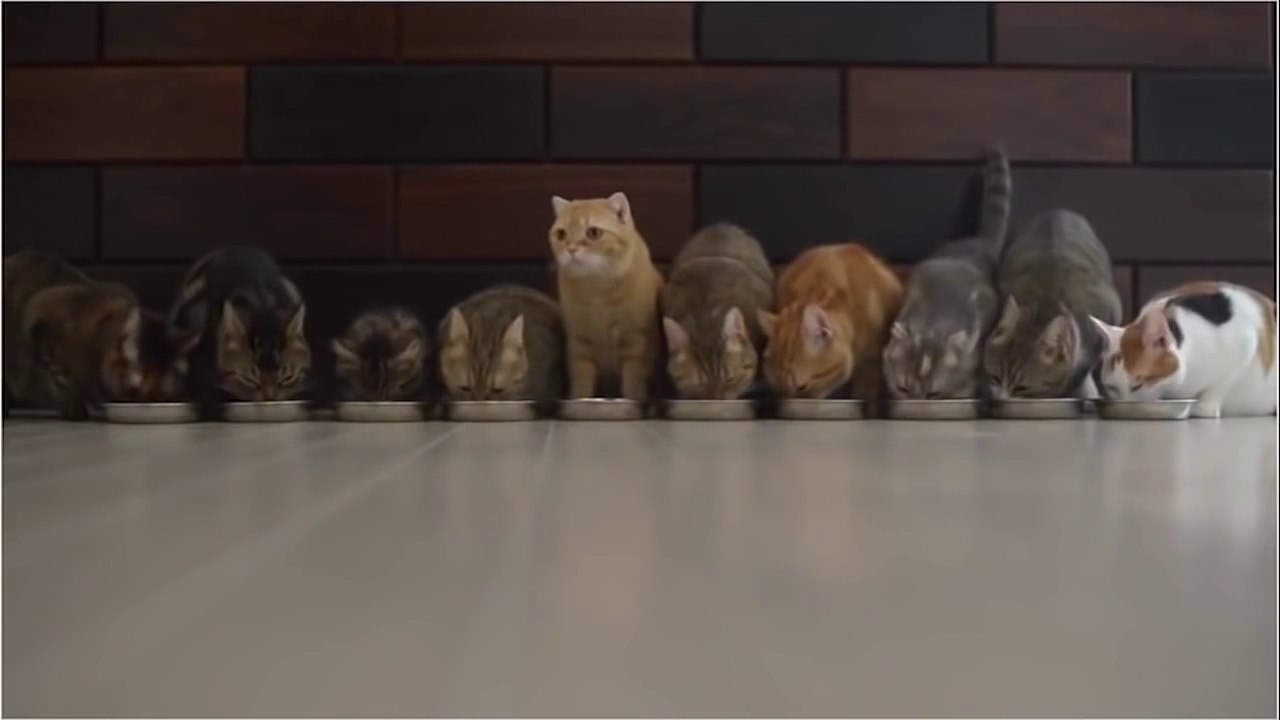 Funny Cats Compilation March 2016