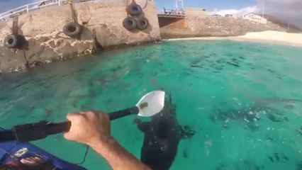 Ce kayakiste repousse des requins comme il peut