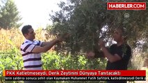 PKK Katletmeseydi, Derik Zeytinini Dünyaya Tanıtacaktı