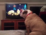 Il Bulldog Sta Guardando Un Film Horror Alla TV: Quando Arriva La Scena Clou La Reazione è Sorprendente!