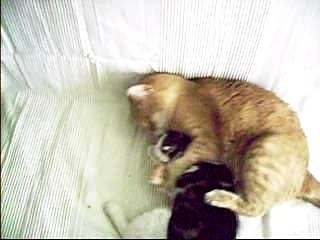 Bataille de chats fous
