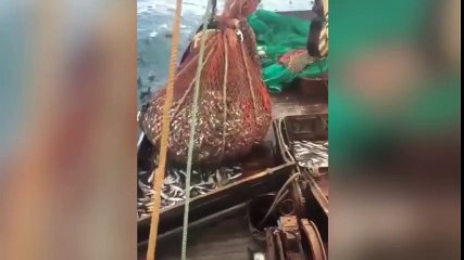 Pescadores alucinan con la criatura: ¿Cómo entró a la red?