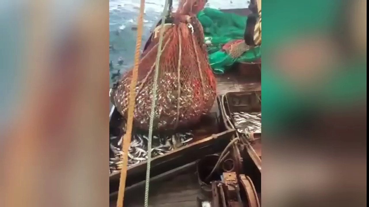 Pescadores alucinan con la criatura: ¿Cómo entró a la red?