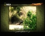 national Geographic# elephant saves buffalo from death by national geographic...amazing -Documentary