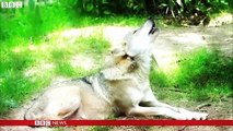 National Geographic-The evolution of Dogs from Wolves-Documentary  2016
