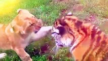 National Geographic Baby Lion vs Tiger Cute Fight 2016 Documentary