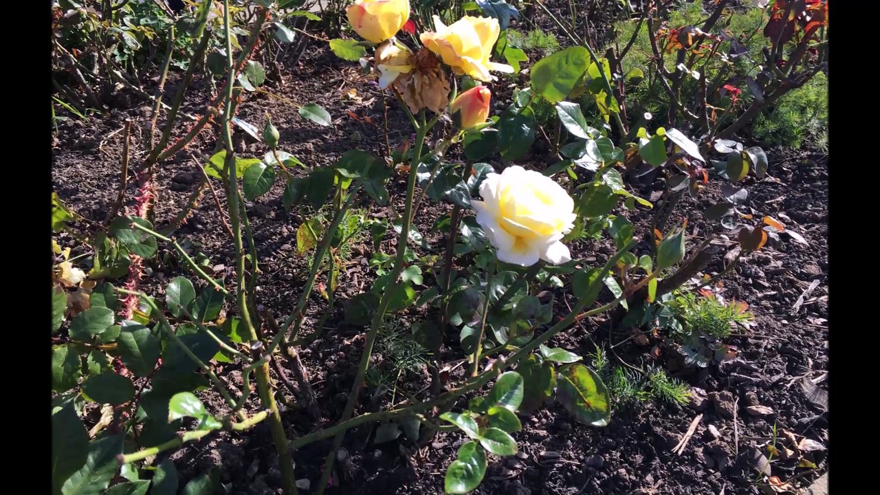 The Spirit of North England Folge 04 /Full Film/Complete Movie/Ganzer Film