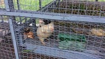Cute Animals Pets French Mouse in cage at Koh Pich Look so Lovely