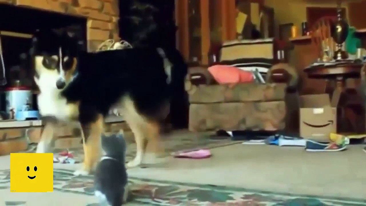 Funny Dog Compilation 2016 Animal fails 2016 Funny pets 24 | Smile Vines