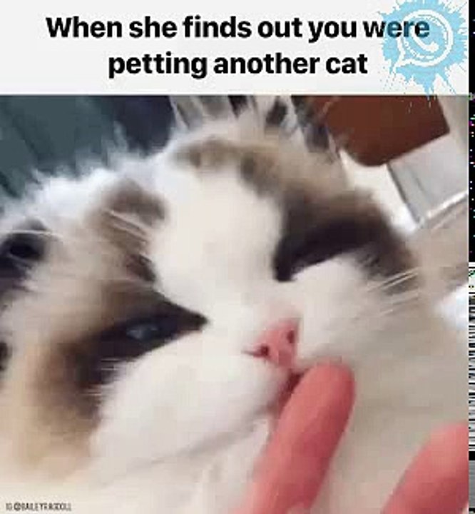 Funy Cat