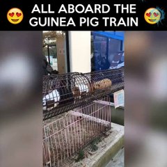 Viral Thread Pig train