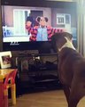 Kendini Televizyona Kaptıran Köpek