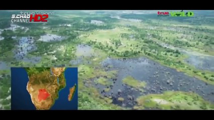สารคดี ตอน การต่อสู้สิงโตกับควายป่า animal attack