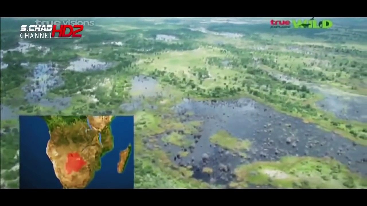 สารคดี ตอน การต่อสู้สิงโตกับควายป่า animal attack