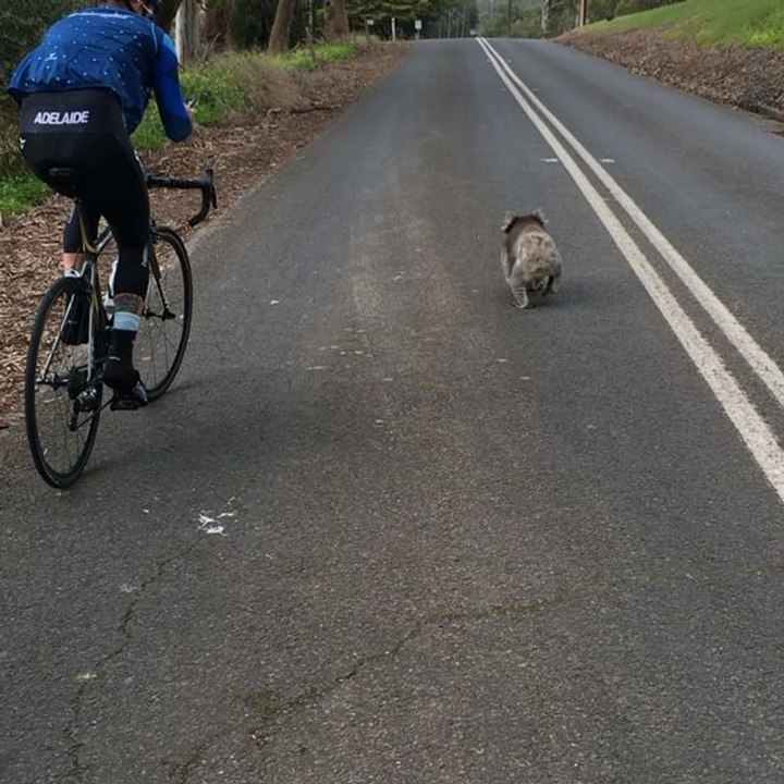 Cyclists Overtake a Speedy Koala on Adelaide Road