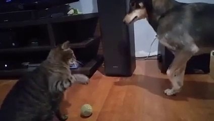 Gib mir die Pfote :D