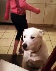 BLAH, BLAH, BLAH! Human...you talk too much!