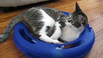 We never want Cat Day to end!