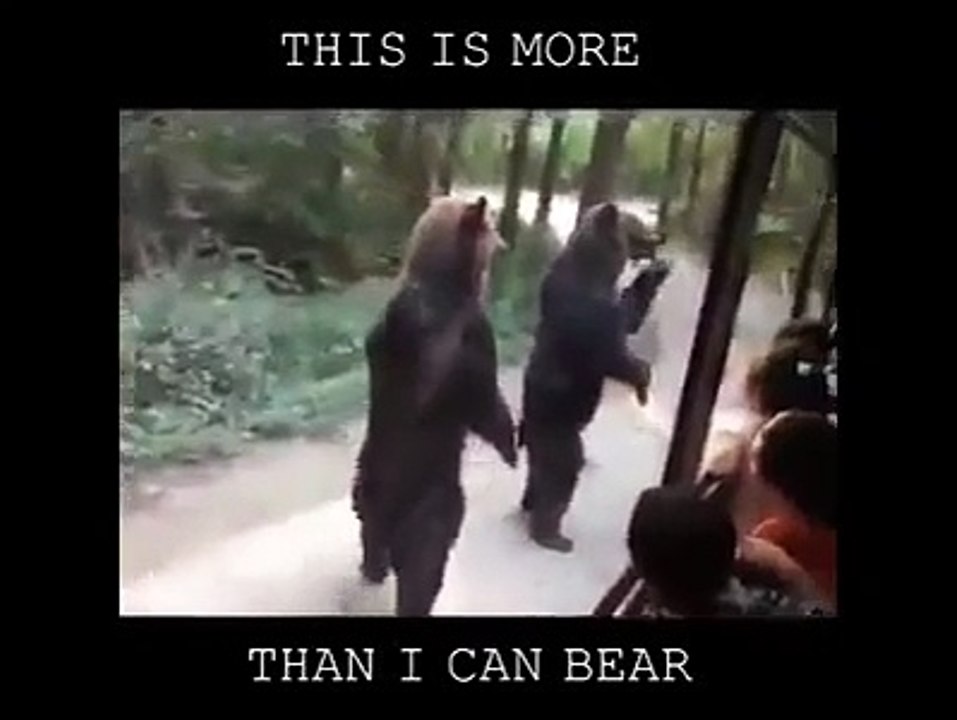 funny bear cartoon