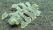 Cette créature marine très étrange est une limace de mer !