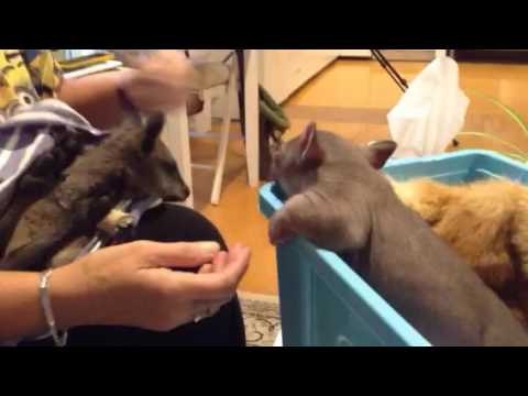 Cuddly Wombat Just Wants Some Love