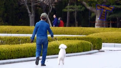 Funny pets walking on two legs - Funny and cute animal compilation