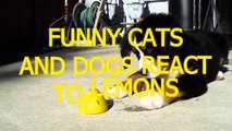 Funny cats and dogs react to lemons - Funny animal compilation