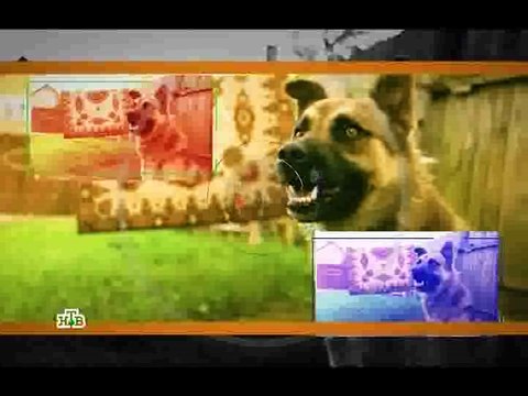 Экстрасенсы против детективов 11 выпуск эфир от 11.11.2016