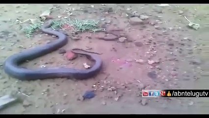 Snake making baby  Amazing videos of the world