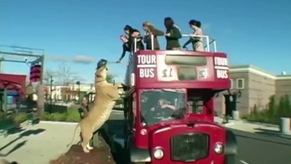 10 Most Amazing Animal Hybrids