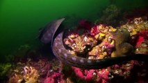 Wolf Eel | AMAZING ANIMALS