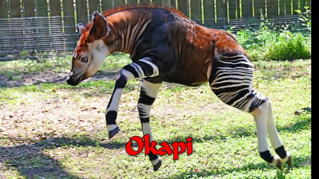 Amazing Rare Animals of the World! Never Seen Before!