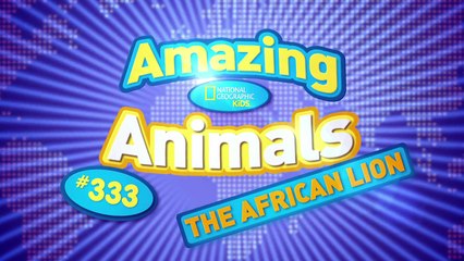 African Lion | AMAZING ANIMALS