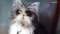 The Internet is Going Crazy Over This Furball,  Is it a Dog Or A Cat?