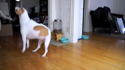 Un chien est couché sur un divan puis un squelette arrive derrière lui, regardez bien sa réaction!