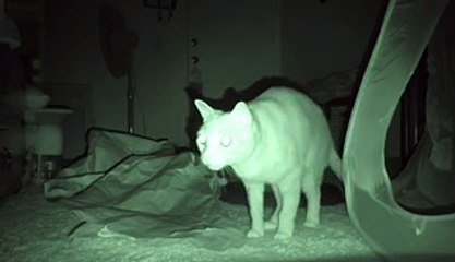 Il a placé une caméra pour surveiller ses chats la nuit. Le résultat est inquiétant ! - vidéo Dailymotion
