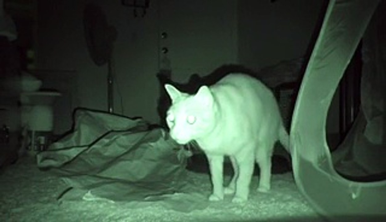 Il a placé une caméra pour surveiller ses chats la nuit. Le résultat est inquiétant ! - vidéo Dailymotion