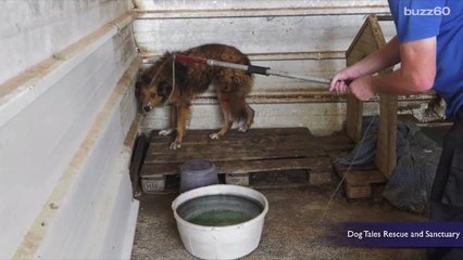 Dog Was Scared to Look at Rescuers