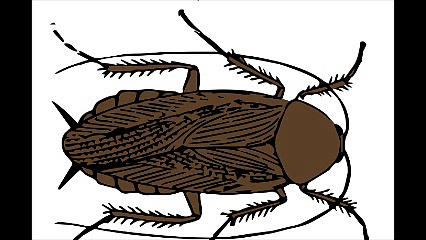 Απεντομώσεις κατσαρίδες Βριλήσσια 2ΙΙ.4ΙΙ4ΙΙΟ Απολυμάνσεις κατσαρίδες Βριλήσσια Μυοκτονίες Βριλήσσια μυρμήγκια σκόρο ψύλλους τσιμπούριακουνούπια μύγες ποντίκια κοριούς σαράκι Disinfestation cockroaches Vrilissia Deratization Vrilissia ants moth fleas tick