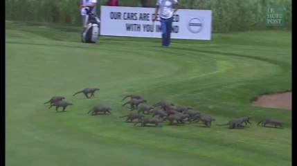 Ce gang de mangoustes a interrompu un tournoi de golf en Afrique du sud