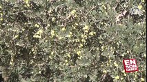 PKK katletmeseydi Derik zeytinini dünyaya tanıtacaktı