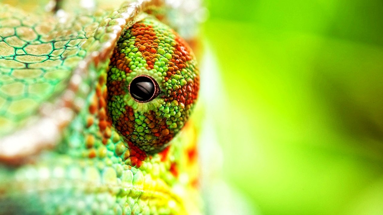 Animal News! Orange Frogs, Planet Earth and Deers!