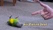Смешной попугай