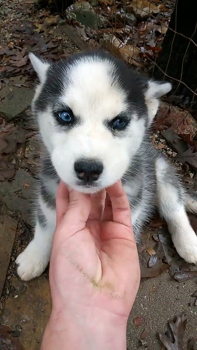 this Husky puppy need some love